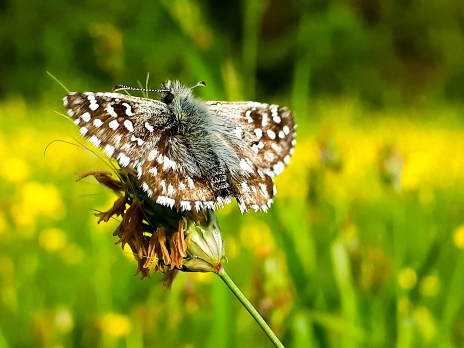 Identificazione farfalla nord Italia:   Pyrgus malvoides (Hesperiidae)